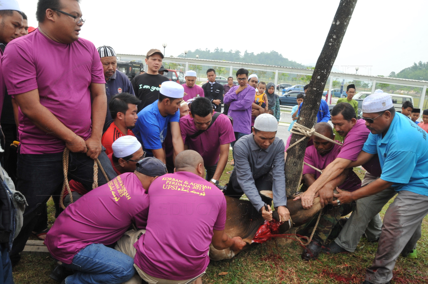 PRO15 150 KORBAN HAS 6755